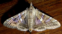 Glyphodes stolalis