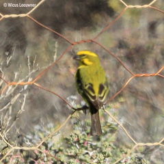 Crithagra flaviventris