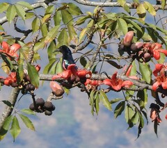 Dicrurus hottentottus