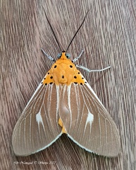 Asota producta