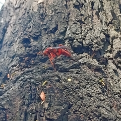 Tachypompilus ferrugineus