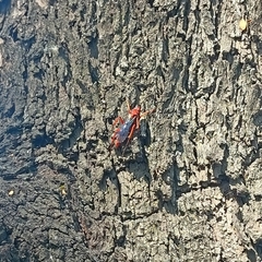 Tachypompilus ferrugineus