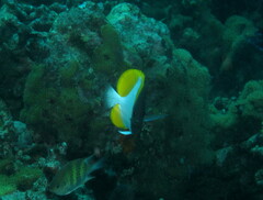 Hemitaurichthys polylepis