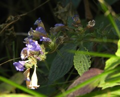 Strobilanthes