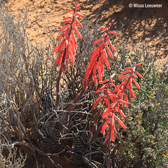 Gonialoe variegata