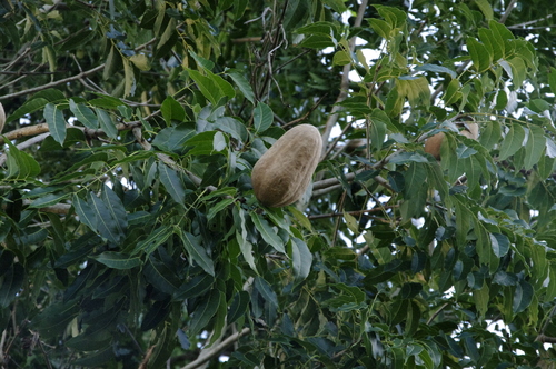 Cerro Cabras