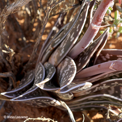 Gonialoe variegata