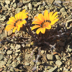 Gazania heterochaeta