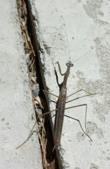 Coptopteryx gayi
