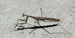 Coptopteryx gayi