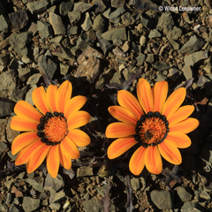 Gazania heterochaeta