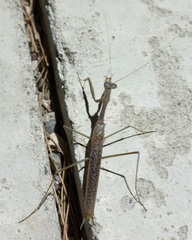 Coptopteryx gayi