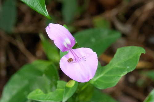 Dicliptera tinctoria (Nees) Kostel.