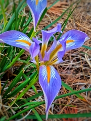 Iris unguicularis syriaca