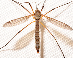 Tipula aprilina