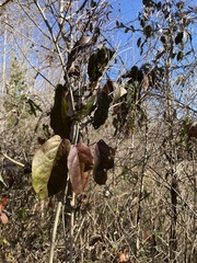 Bignonia capreolata