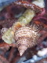 Trichotropis cancellata