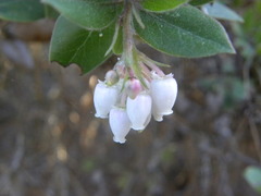 Arctostaphylos tomentosa hebeclada