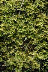 Hylocomium splendens