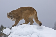 Cougar photo 2