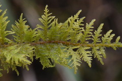 Hylocomium splendens