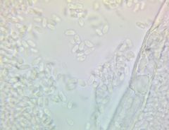 Mycena overholtsii