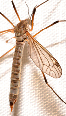 Tipula aprilina