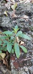 Fuchsia boliviana
