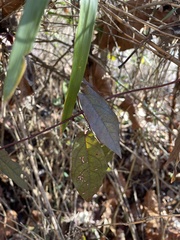 Bignonia capreolata