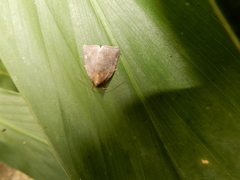 Beara tortriciformis