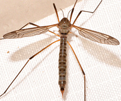 Tipula aprilina