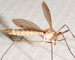 Tipula aprilina