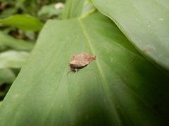 Beara tortriciformis