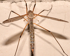 Tipula aprilina