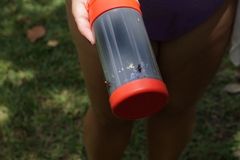 Tropidacris collaris