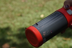 Tropidacris collaris