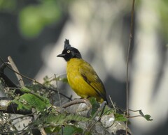 Rubigula flaviventris