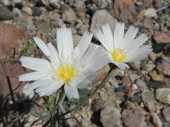 Calycoseris wrightii