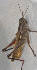 Eyprepocnemis plorans