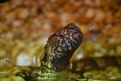 Shinisaurus crocodilurus