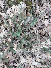 Santolina rosmarinifolia