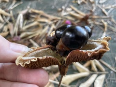 Blighia sapida