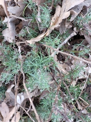 Santolina rosmarinifolia