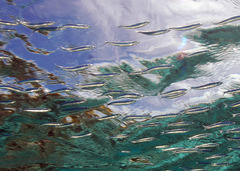 Atherinomorus lacunosus