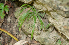 Haplopteris anguste-elongata