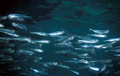 Atherinomorus lacunosus