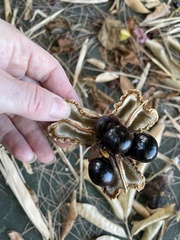 Blighia sapida