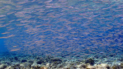 Atherinomorus lacunosus