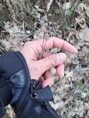 Santolina rosmarinifolia