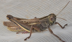 Eyprepocnemis plorans